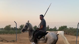 Tent pegging for horse ridding