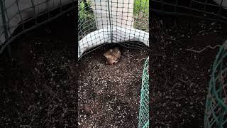 Bunny Cam Day 6