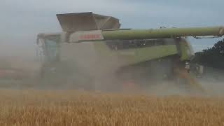 Big class combin 8800, cutting  barley 45tf,cut in Suffolk