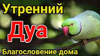 ДУА КАЖДОЕ УТРО ДАЕТ УДАЧУ НА ВЕСЬ ДЕНЬ, АНГЕЛЫ БУДУТ МОЛИТЬСЯ ЗА ТЕБЯ. ЗАРЯЖАЕТ ИМАН, СПОКОЙСТВИЕ