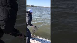 Big fall stripers #bassfishing #fishing #saltlife #saltwater #shorts #beach #docks