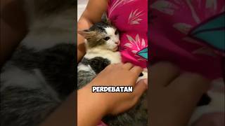 KUCING VS ANAK MAJIKAN