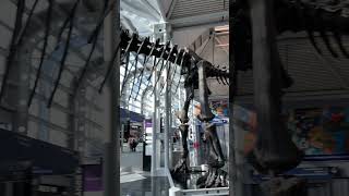 Dinosaur at Chicago Airport 🦕 #dinosaur #travel #chicago #shorts