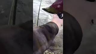 Bare Handed Fishing #Shorts