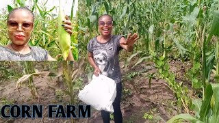 Vlog|Harvesting Corn under the rain.