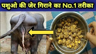 पशु की जेर गिराने का No.1 तरीका / pashuo ki jer saaf krne ka upay/Treatments of cow Buffalo placenta