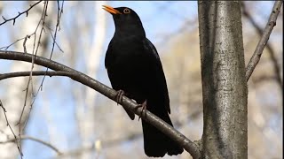 Who's Singing?🔸The Song of the Blackbird