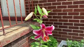 Beautiful Lily and a Lot of Rain