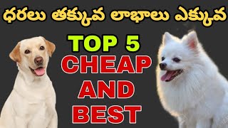 TOP 5 BUDGET FRIENDLY DOGS | BEST VIDEO | Taju logics