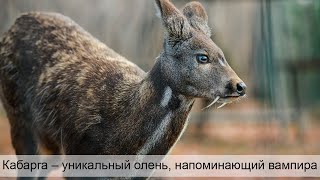 Кабарга – уникальный олень, напоминающий вампира