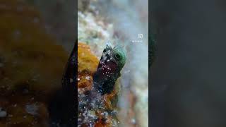 Blenny en Cozumel