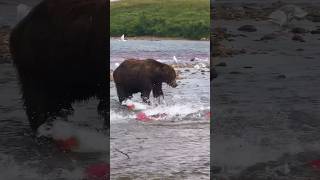 Это я хорошо зашёл! #shorts #animals #bear #медведь охотится