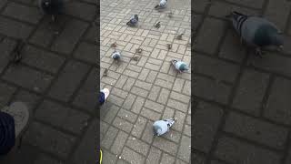 #Pigeons Pigeons