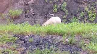 Powell Mountain Goat Encounter