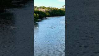 Bird watching from our pier💕#viral #beautiful #shorts #birds#beautiful #travel #nature