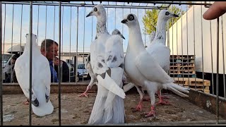 RADOM Gołębie pigeons targ Andrzej W. 7.09.2024 cz.3/3💥Gołębie jasne i wyszwance Andrzeja Radom💥