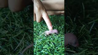 Baby Mouse 🐀 Playing #mouse