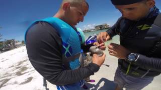 Saving a Sea Bird Tangled in Fishing Line