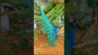 unke hatho me #shortvideo #peacock #sbyshorts