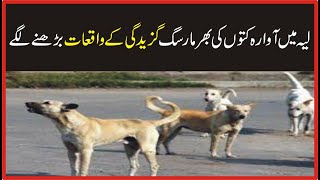 In Layyah, the number of stray dogs being killed has increased | Breaking News | Voice Today News