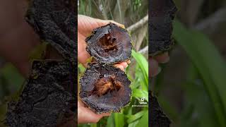 Black Sapote aka the CHOCOLATE pudding fruit 🍫😋