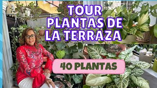 TOUR PLANTAS DE LA TERRAZA! Más de 40 PLANTAS.