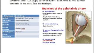 Internal Carotid Artery & Circle Of Willis By Dr. Sanjay Kumar Soni