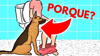 Por que seu Cachorro te Segue até o Banheiro? (4 motivos)