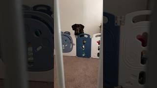 Dog enjoying baby’s play area! 😂 #babyboy #labrador #babyandanimal #funnyshorts