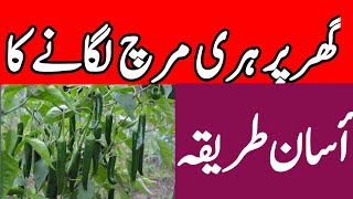 How To Grow Green Chilli At Home In Pot | Assan Tarika | Grow Hari March | Murad Ali Rehmani