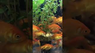 #goldfish #fish #aquarium