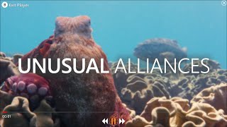 BEYOND BLUE - UNUSUAL ALLIANCE