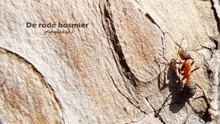 Rode bosmieren (Formica sp.)