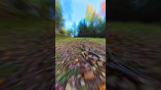 Jesienne klimaty  #forest #nature #autumn #insta360