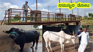 Namma Thota | Kalburgi |  Vijayapura | Ravi chetan Vlogs - 17