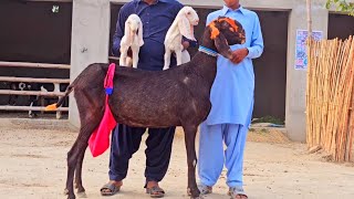 black Beetle 19 bakriyan Ek bakra