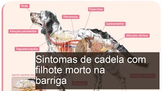 Sintomas de cadela com filhote morto na barriga