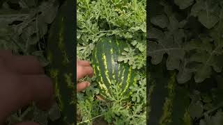 زراعة البطيخ الاحمر او الدلاح la culture de pastèque 🍉🍉 #amazing #agriculture