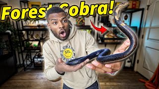 UNBOXING the Largest TRUE Cobra on EARTH -- The Forest Cobra!!!