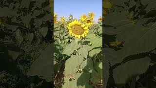 🌻Sunflower field🌻مزرعه گل آفتابگردان 🌻