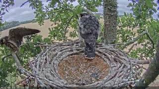 Hobby Falcon unintentionally drops from the nest, but climbs back 4 hours later