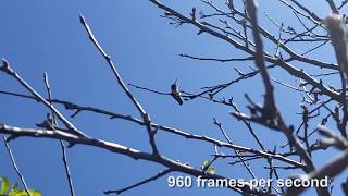 Slow Motion Hummingbird builds nest from spiderwebs