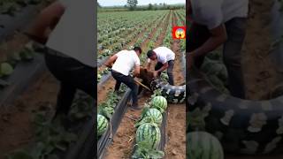 #farming #satisfying #gardening #vegestables #tarbuj 🍉😱😱