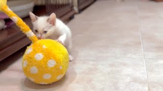 Kitten Growth: First Year Milestones // cat_4k_hd