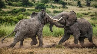 Elephant fight during jungle safari in the Forest 😲