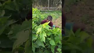 How a Silkworm is Harvested #silkworm #silkcotton #cocoon #silkyhair #animals #