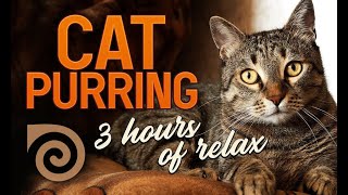 CAT PURRING ~ soothing sounds for sleep and relaxation, no music