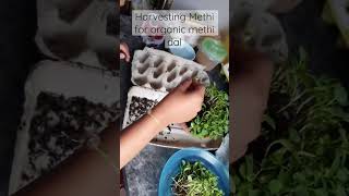 Harvesting methi #youtubeshorts #shorts #yshorts