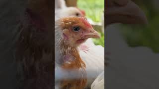 Inside Poultry Farming at Seaview Farms: Natural Growth & Quality Meat | NI Food | Food Industry