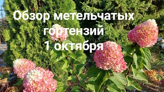 Осенний обзор гортензий перед заморозками